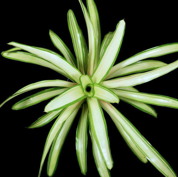 Neoregelia 'Ardie' - Tropiflora