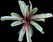 Neoregelia 'Bizarro' - Tropiflora