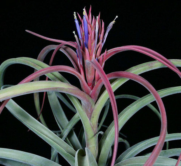 Tillandsia 'Zacapa' - Tropiflora