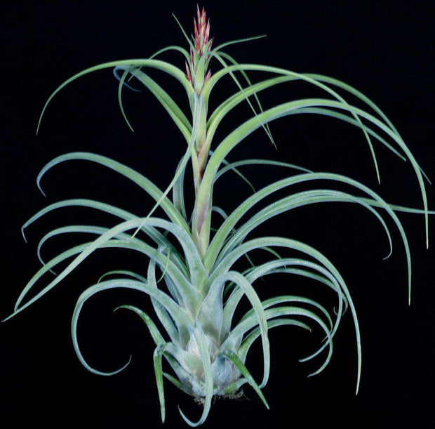 Tillandsia 'Zacapa' - Tropiflora