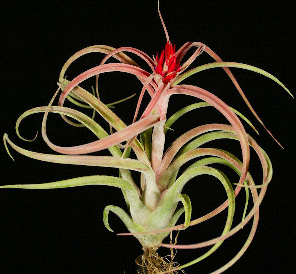 Tillandsia 'Zacapa' – Tropiflora