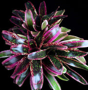 Neoregelia 'Blown Away' - Tropiflora