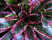 Neoregelia 'Blown Away' - Tropiflora