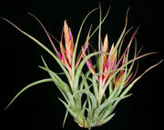 Tillandsia 'Lynnette' - Tropiflora