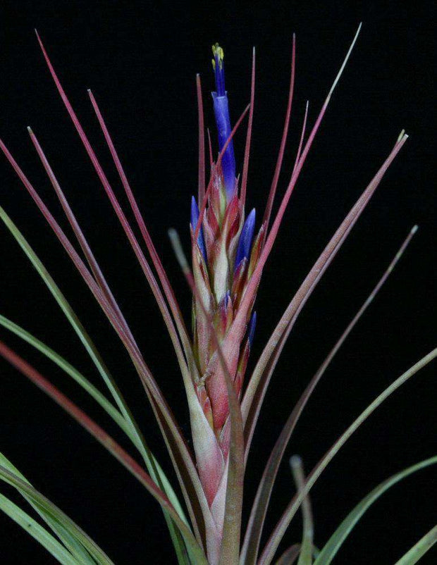 Tillandsia 'Grego' - Tropiflora