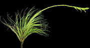 Stigmatodon plurifolius