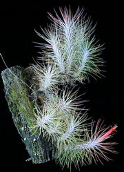 Tillandsia funckiana recurvifolia