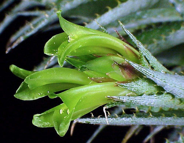 xOrthocohnia 'Surprise' - Tropiflora