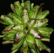 Neoregelia 'Little Louie' - Tropiflora