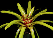 Hohenbergia brachycephala