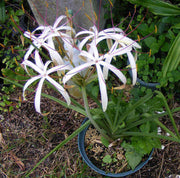 Crinum cf. binghamii - Tropiflora