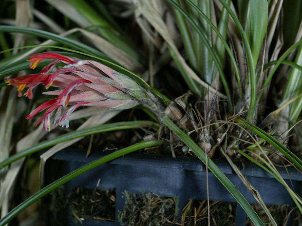 Pitcairnia heterophylla 'Red' - Tropiflora