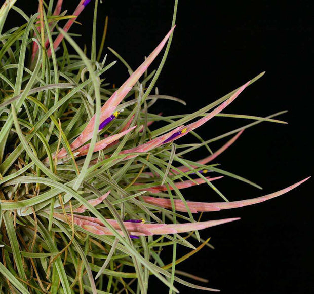 Tillandsia guerreroensis - Tropiflora