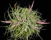 Tillandsia guerreroensis - Tropiflora