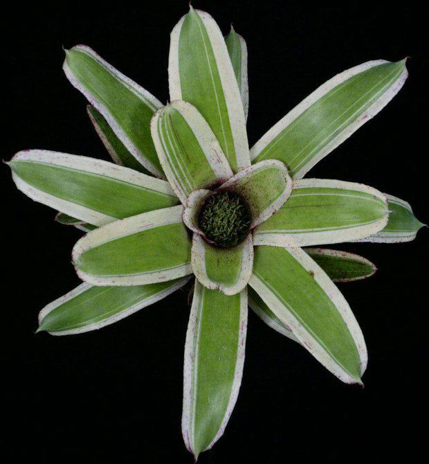 Neoregelia 'Ozone' - Tropiflora