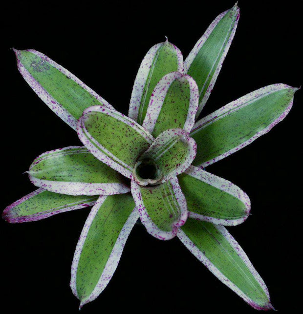 Neoregelia 'Ozone' - Tropiflora