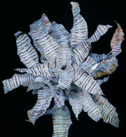 Cryptanthus 'Cosmic Storm' - Tropiflora