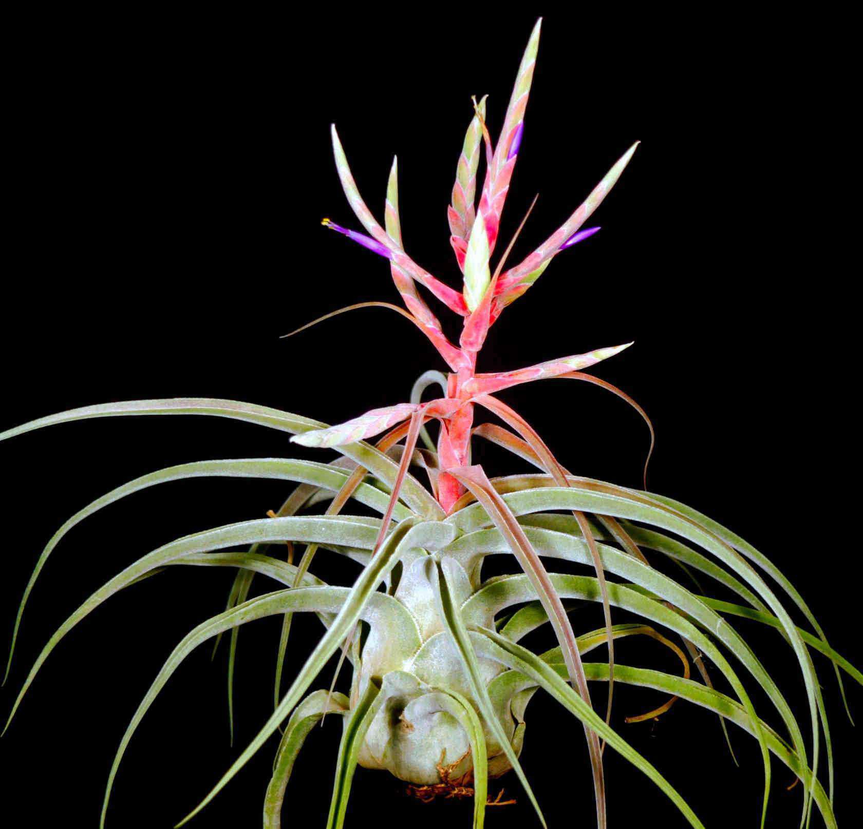 Tillandsia 'Lucille' – Tropiflora