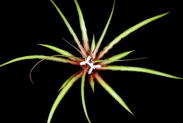Cryptanthus colnagoi 'Red form'