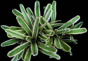 Neoregelia 'Enticer' - Tropiflora