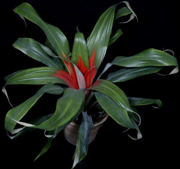 Bromelia scarlatina Pabos Peru SEL - Tropiflora