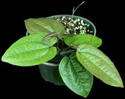 Dioscorea species Kirindy Forest Madagascar - Tropiflora