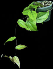 Dioscorea species Kirindy Forest Madagascar - Tropiflora