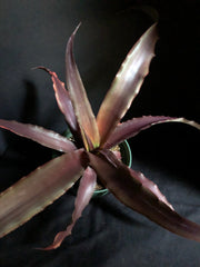 Cryptanthus coriaceus type SEL1991-0329