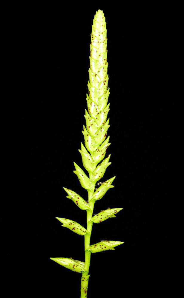 Vriesea fenestralis - Tropiflora