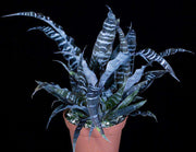 Cryptanthus 'Black Mystic' - Tropiflora