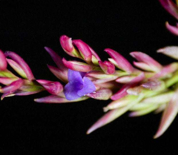 Tillandsia 'Imbroglio' - Tropiflora