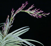 Tillandsia 'Imbroglio' - Tropiflora