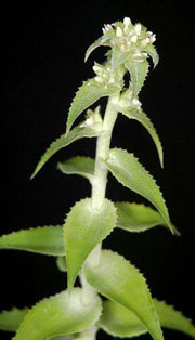 Orthophytum benzingii - Tropiflora
