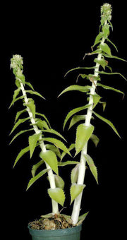 Orthophytum benzingii - Tropiflora