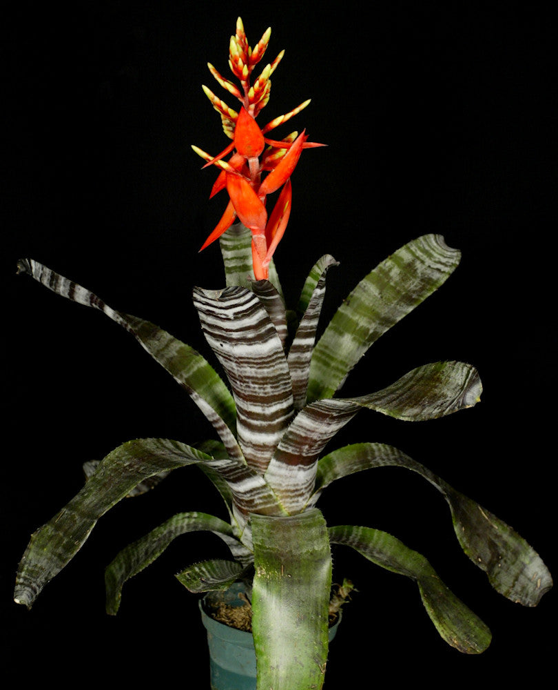 Aechmea chantinii 'Black' – Tropiflora