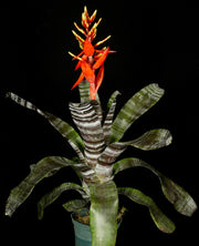 Aechmea chantinii 'Black'