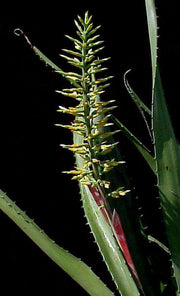 Aechmea tocantina - Tropiflora