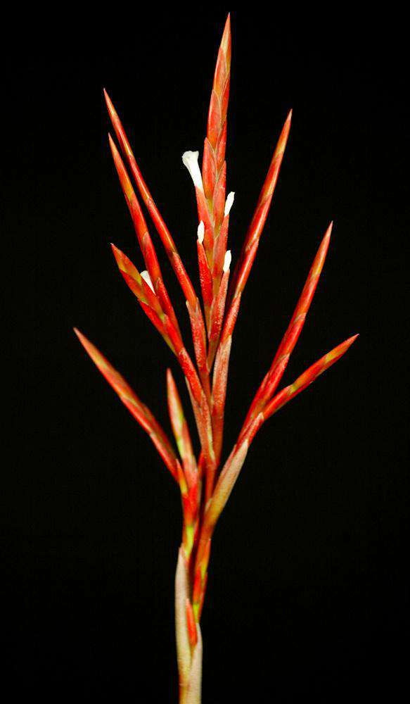 Tillandsia buchlohii - Tropiflora