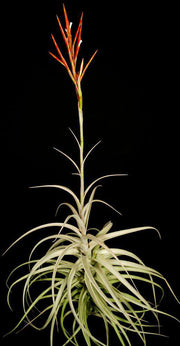 Tillandsia buchlohii - Tropiflora