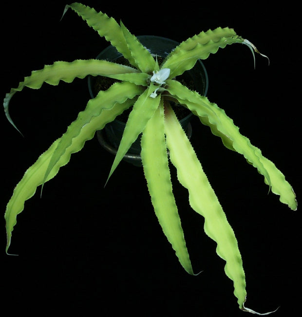 Rokautskyia odoratissima