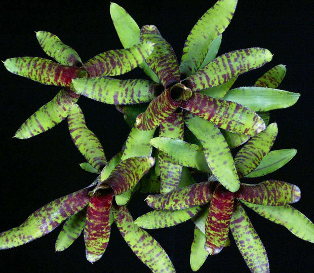 Neoregelia 'Petit Minou' - Tropiflora