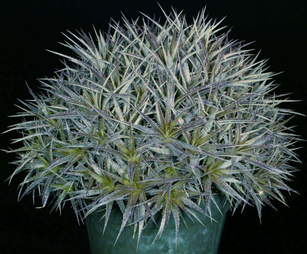 x Dyckcohnia 'July' - Tropiflora
