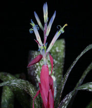 Billbergia 'Casa Blanca' - Tropiflora