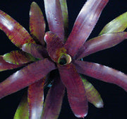 Neoregelia 'Tarnished' - Tropiflora