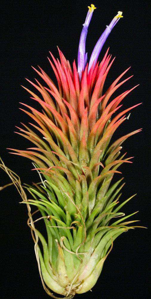 Tillandsia ionantha 'Hand Grenade' – Tropiflora