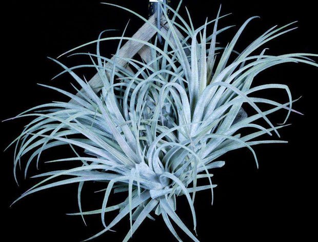 Tillandsia 'Silver Trinket' - Tropiflora