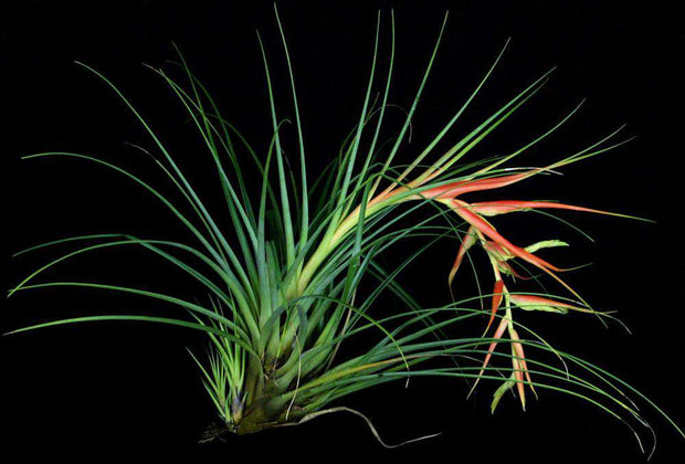 Tillandsia standleyi - Tropiflora
