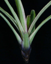 Aechmea leptantha albomarginated - Tropiflora
