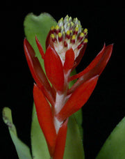 Aechmea nudicaulis v. capitata (Green form)