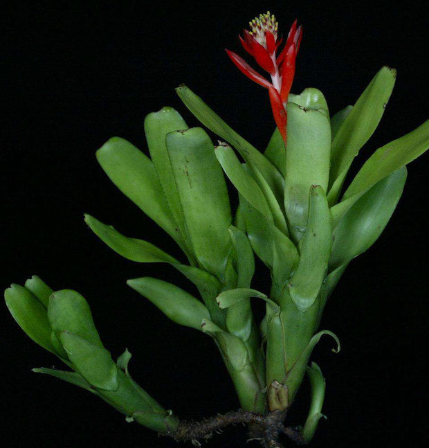 Aechmea nudicaulis v. capitata (Green form)